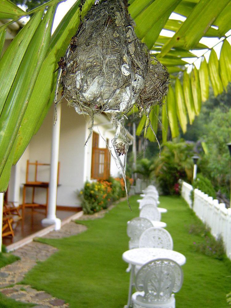 Water Garden Otel Belihuloya Dış mekan fotoğraf